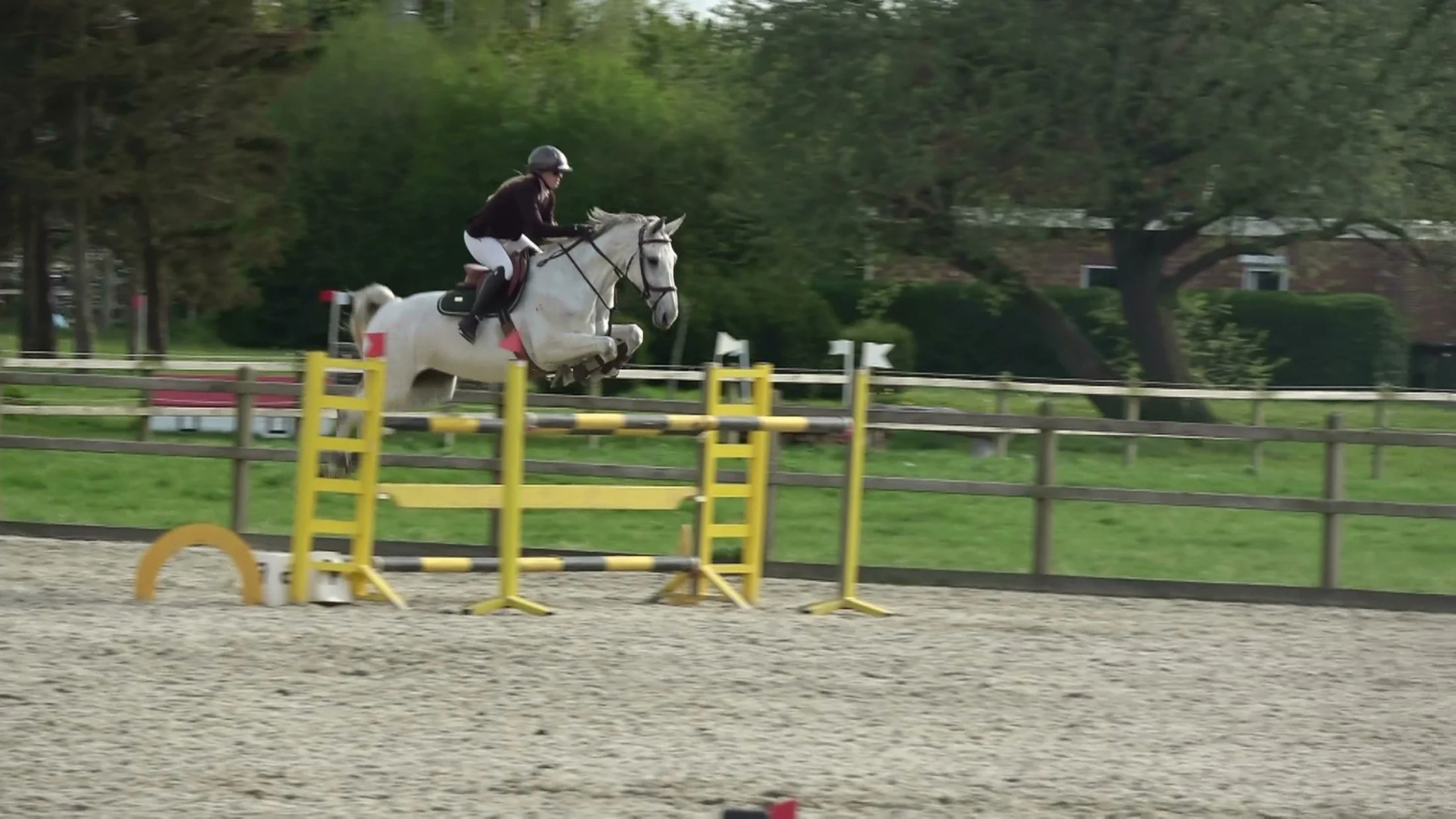 holstein springpaard merrie 13 jaar schimmel te koop - Foto 3