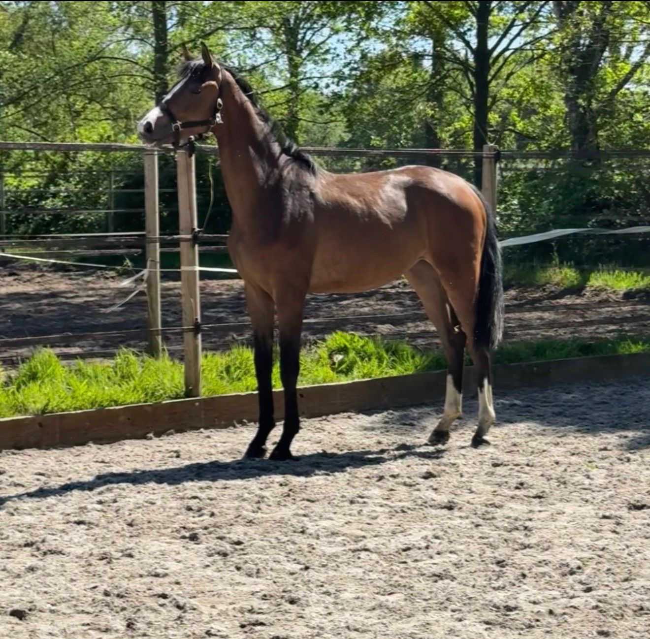 kwpn dressuurpaard merrie 2 岁 bruin 出售 - 照片 2