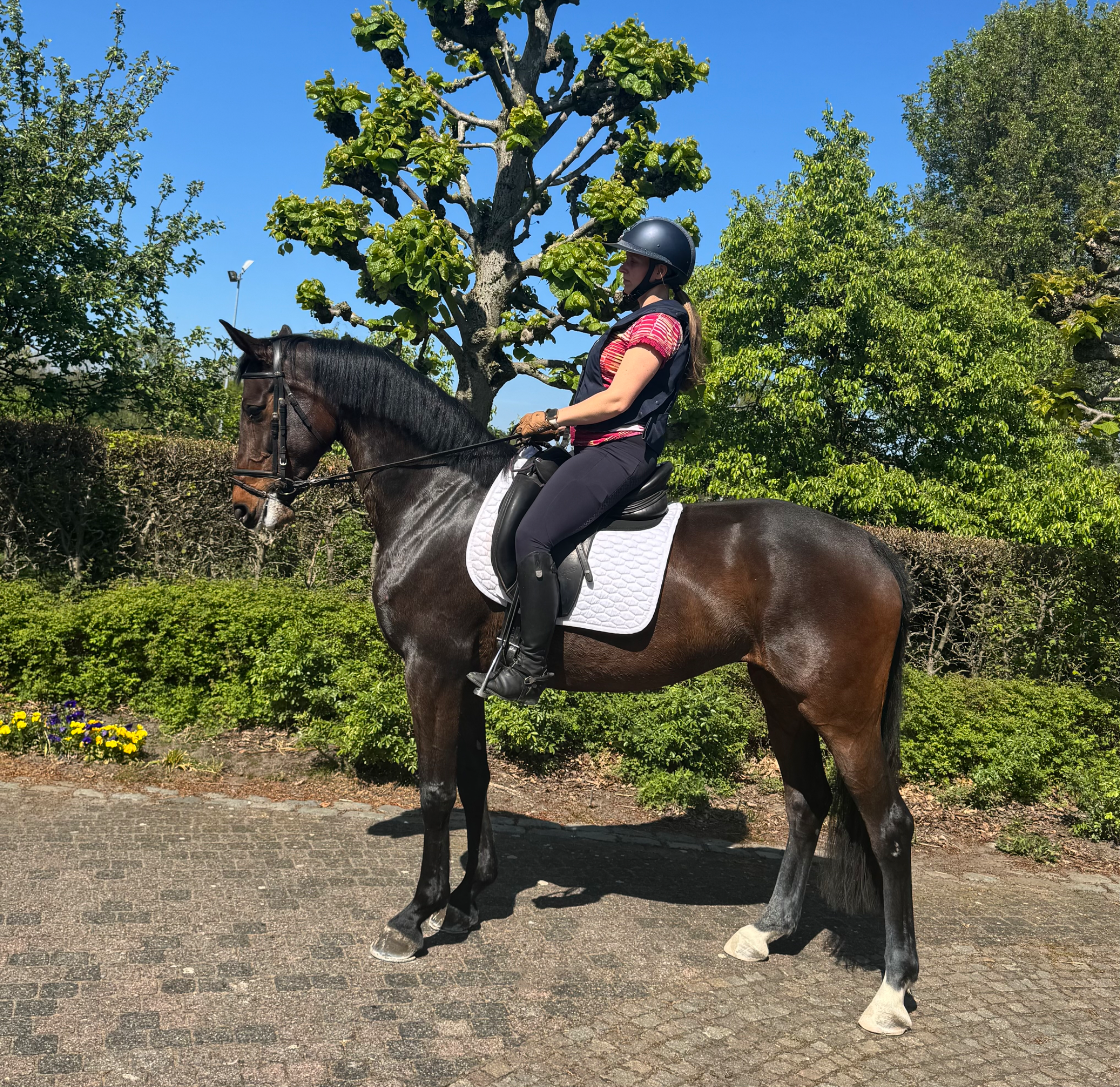 bwp dressuurpaard merrie 6 years old donkerbruin for sale - Photo 2