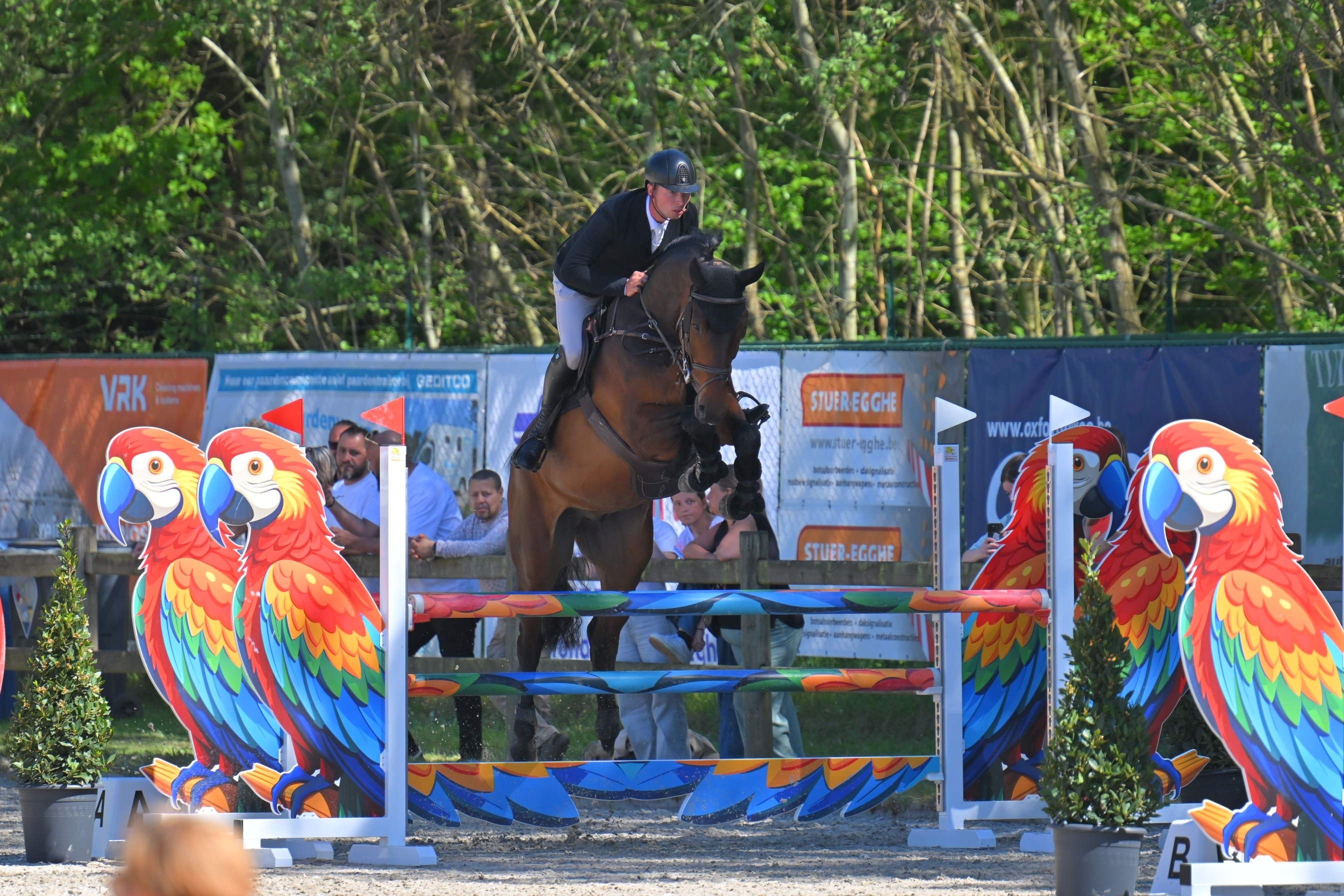 springpaard ruin 6 jaar bruin te koop - Foto 2