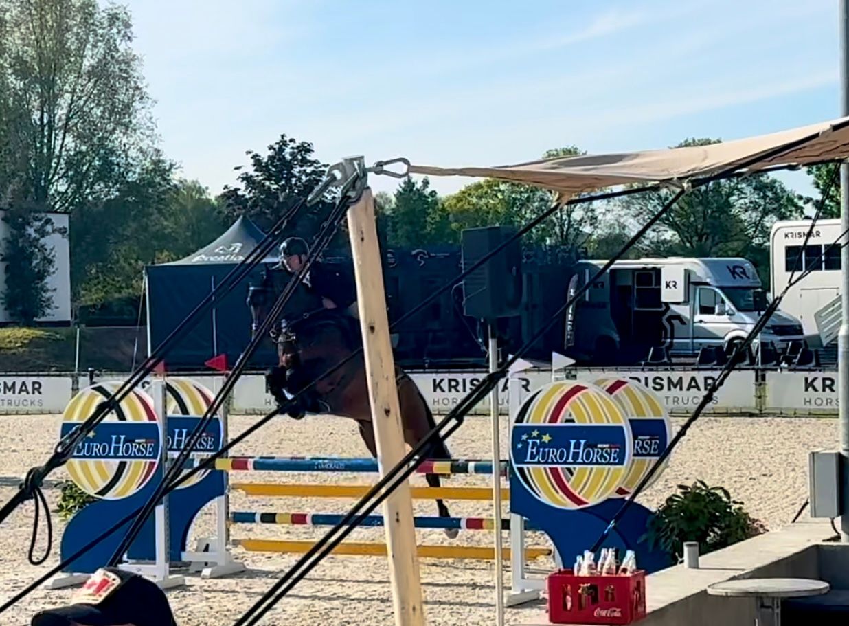 springpaard ruin 6 jaar bruin te koop - Foto 3