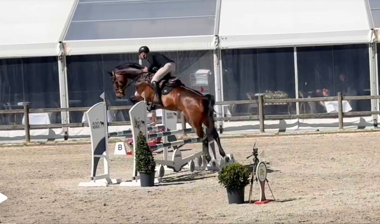 springpaard ruin 6 jaar bruin te koop - Foto 4