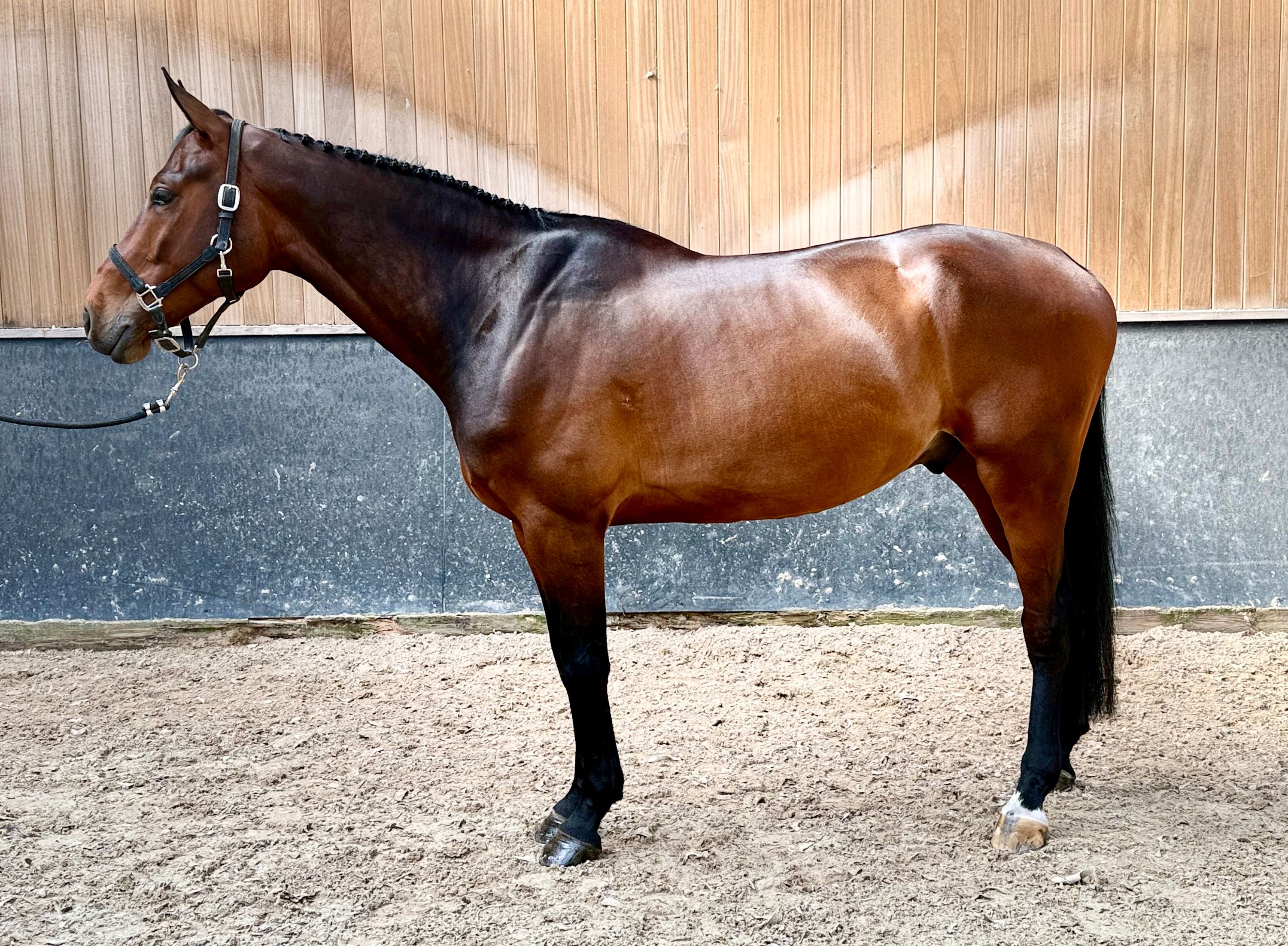 springpaard ruin 6 jaar bruin te koop - Foto 5