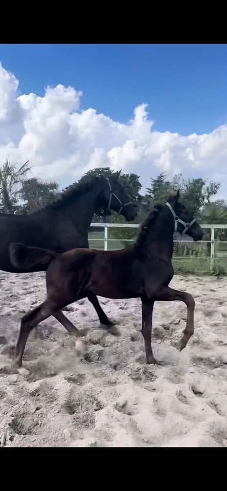 kwpn dressuurpaard merrie 1 years old donkerbruin for sale - Main photo