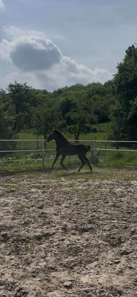 kwpn dressuurpaard merrie 1 years old donkerbruin for sale - Photo 2
