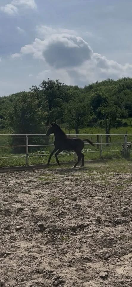 kwpn dressuurpaard merrie 1 years old donkerbruin for sale - Photo 3