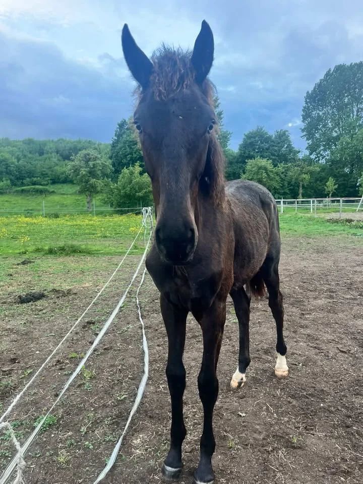 kwpn dressuurpaard merrie 1 years old donkerbruin for sale - Photo 4