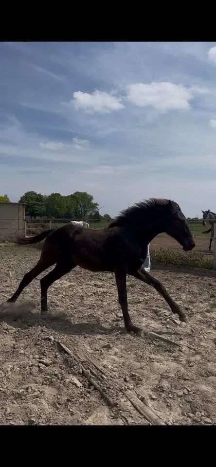 kwpn dressuurpaard merrie 1 years old donkerbruin for sale - Photo 5