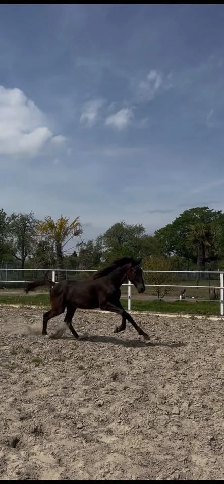 kwpn dressuurpaard merrie 1 years old donkerbruin for sale - Photo 6