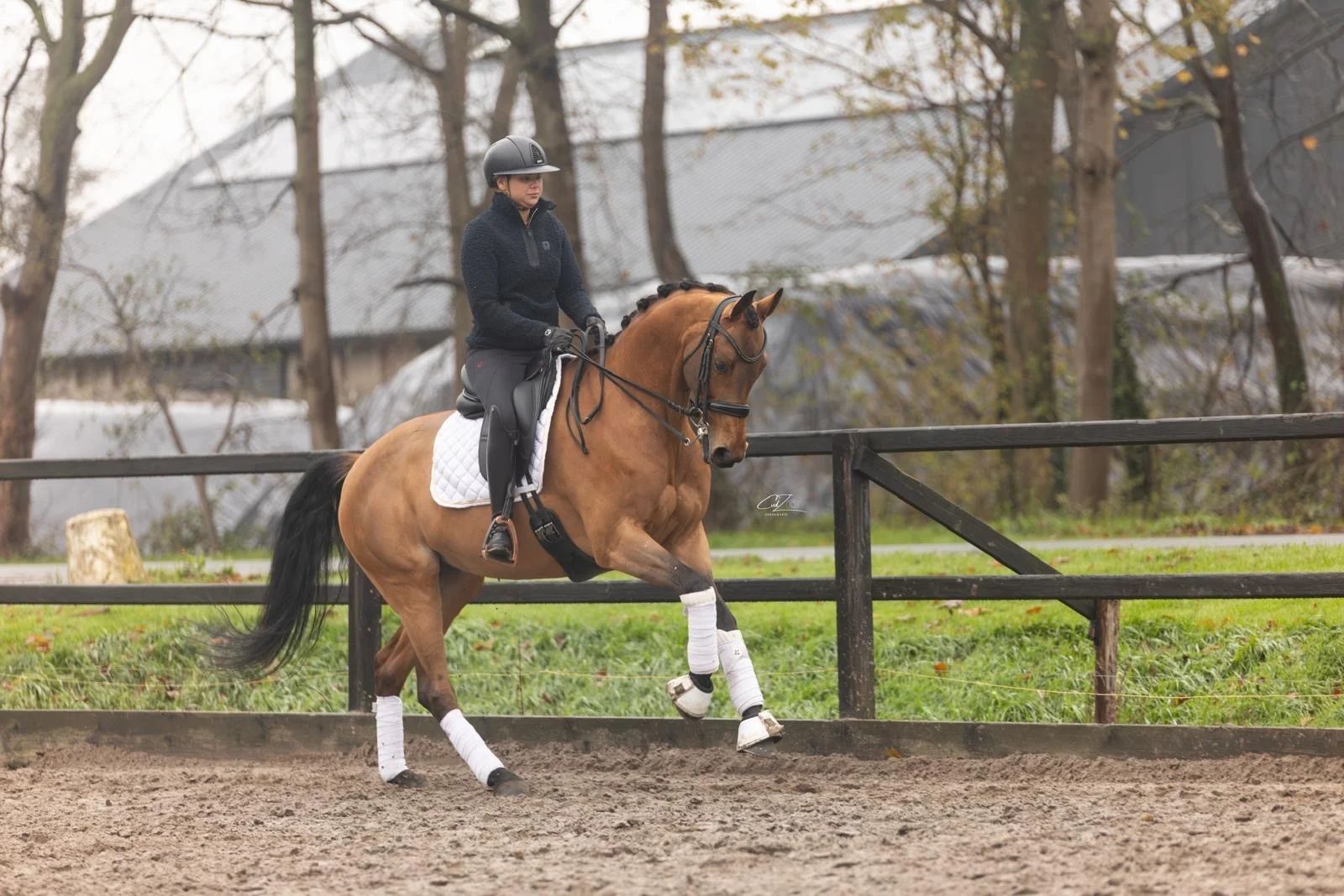 kwpn dressuurpaard merrie 9 ani bruin de vânzare - Foto principală
