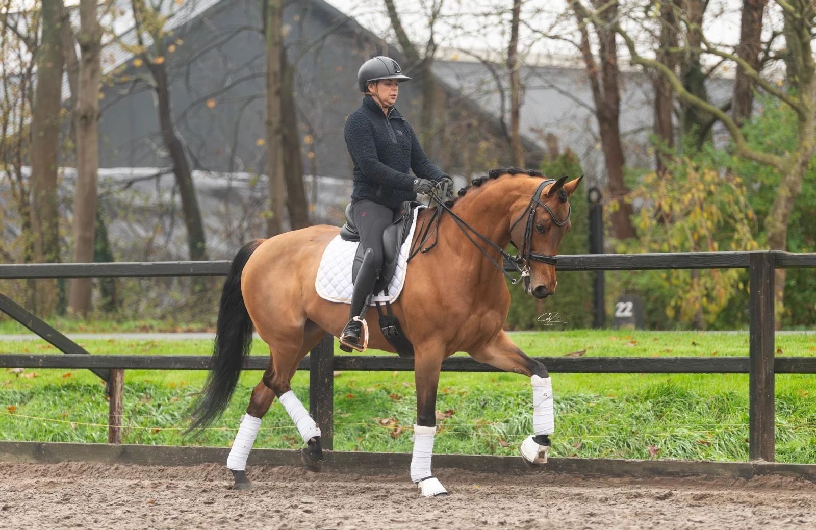 kwpn dressuurpaard merrie 9 ani bruin de vânzare - Foto 2