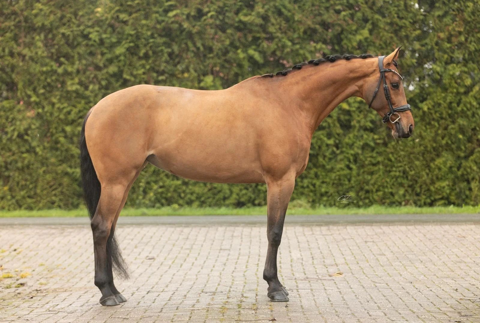 kwpn dressuurpaard merrie 9 ani bruin de vânzare - Foto 3