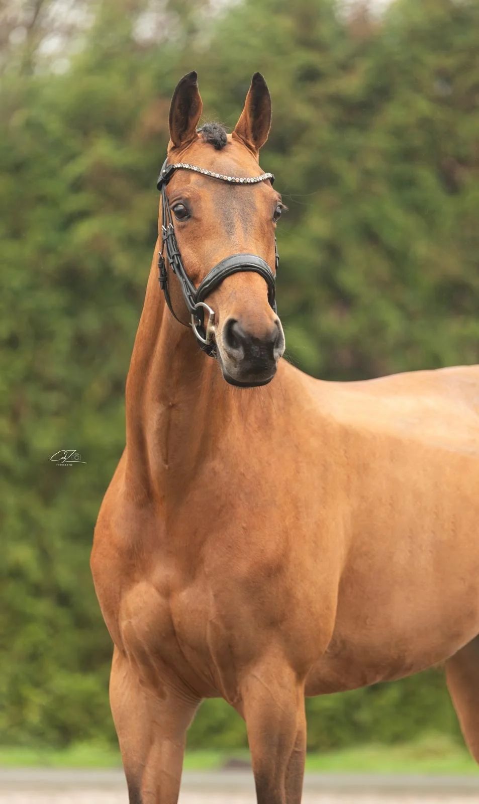kwpn dressuurpaard merrie 9 ani bruin de vânzare - Foto 4
