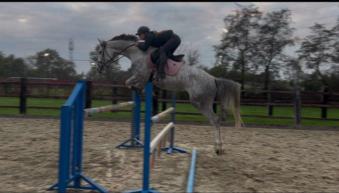 zangersheide springpaard merrie 6 years old schimmel for sale - Photo 6