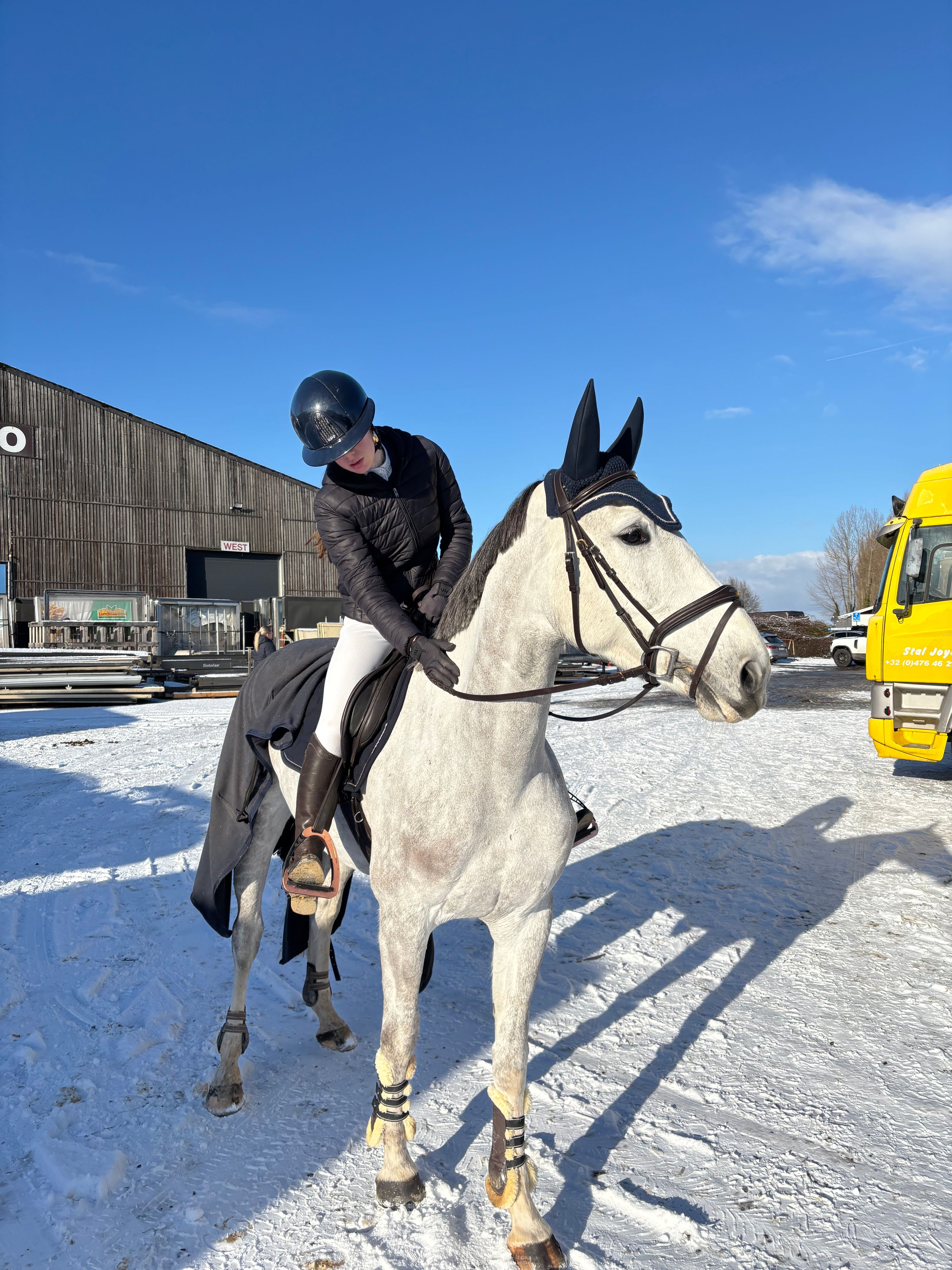 Jument de CSO de 6 ans