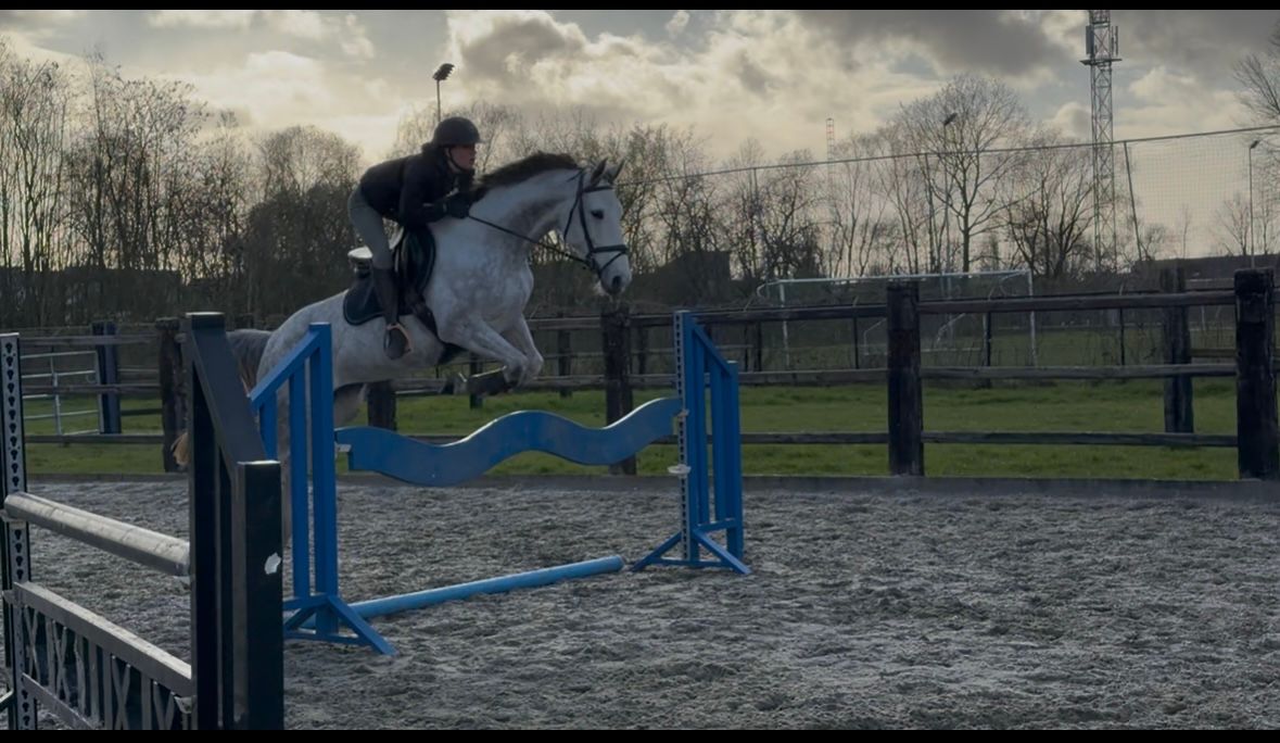 zangersheide springpaard merrie 6 years old schimmel for sale - Photo 3