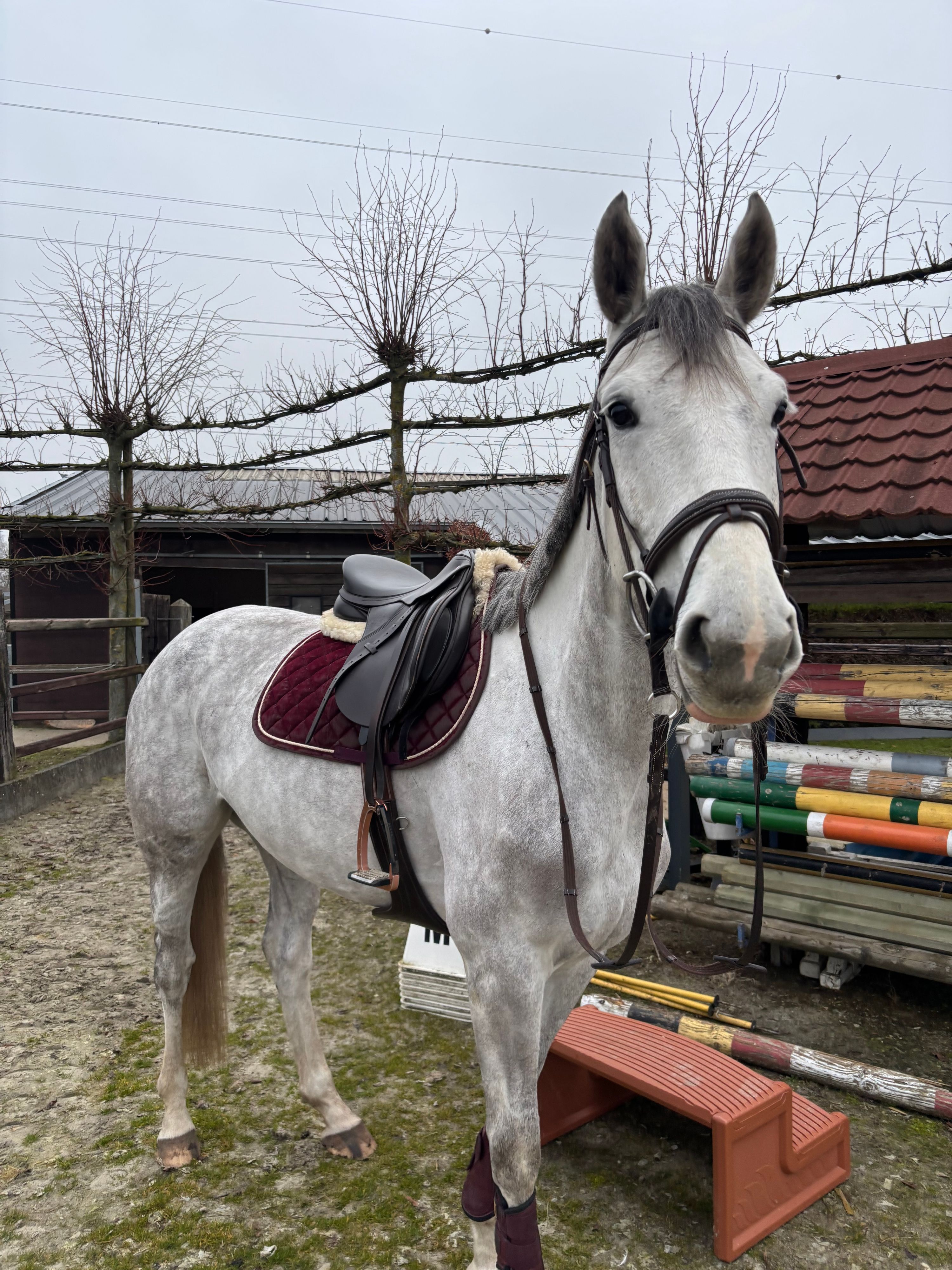 zangersheide springpaard merrie 6 years old schimmel for sale - Photo 5