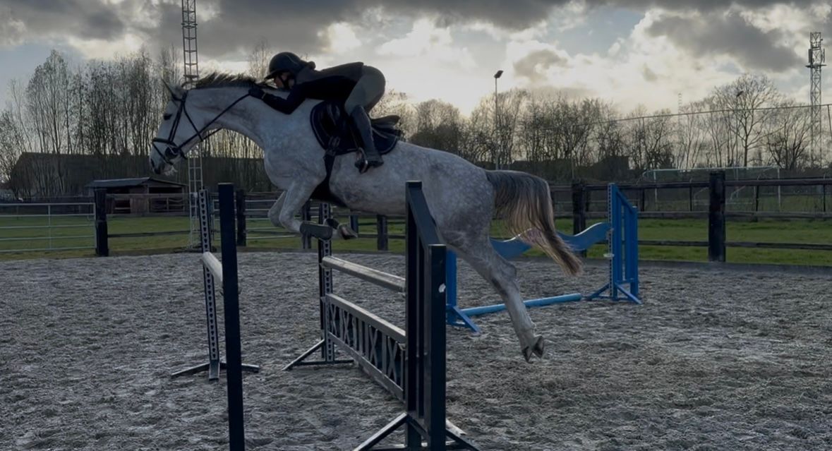 zangersheide springpaard merrie 6 years old schimmel for sale - Photo 2