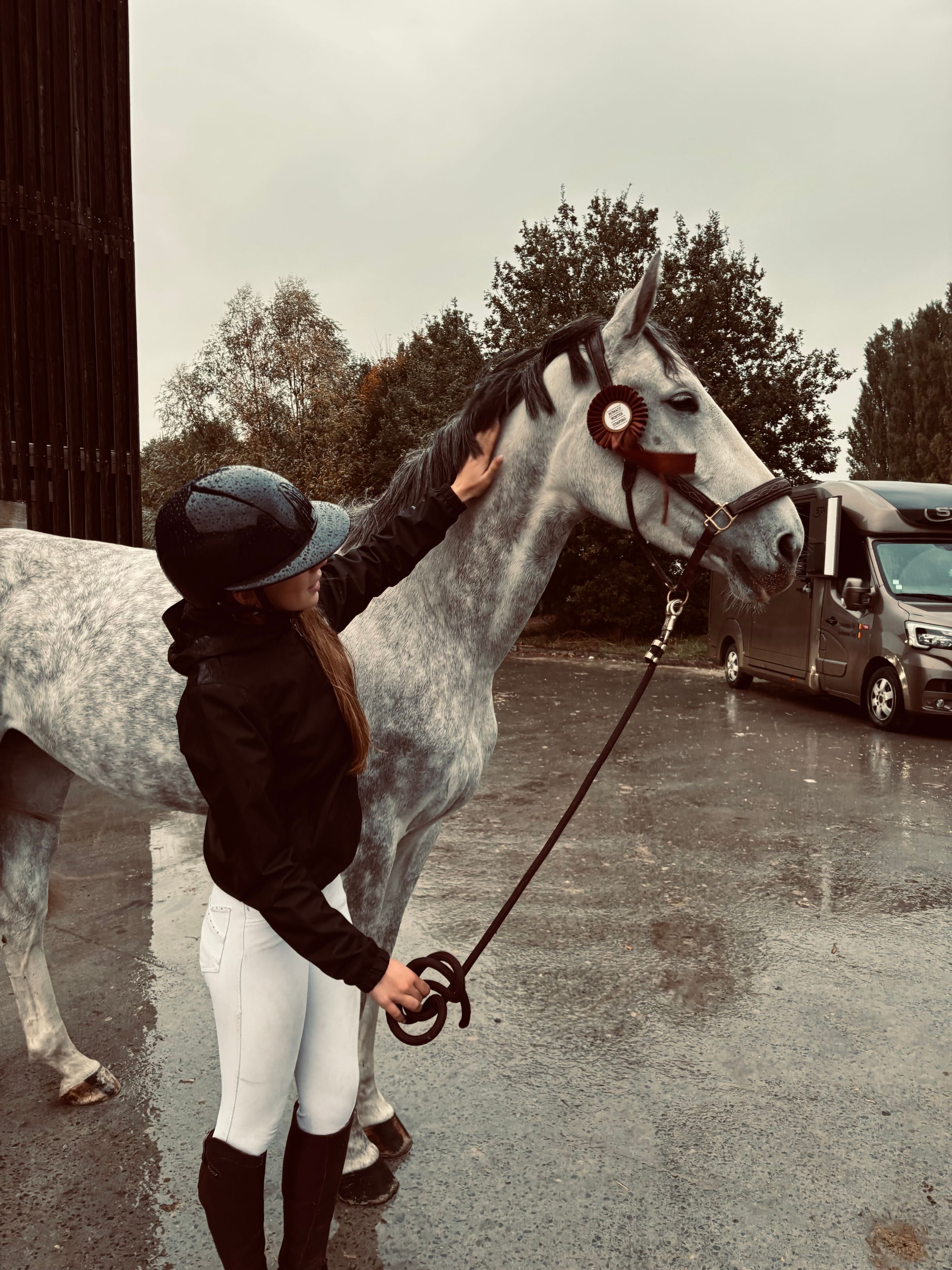 zangersheide springpaard merrie 6 years old schimmel for sale - Photo 4