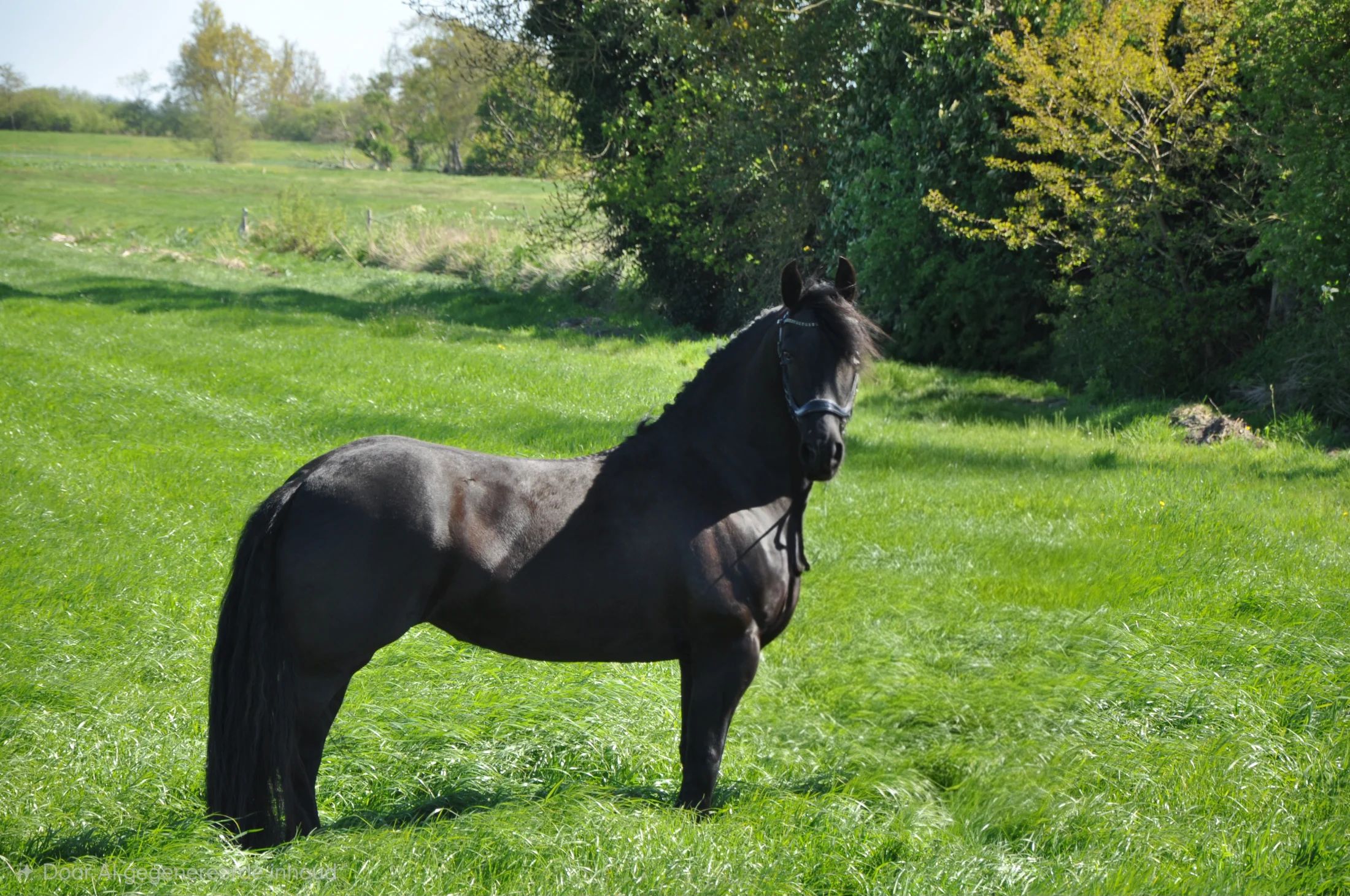 فرس Friesian مسجلة في سجل الأنساب (stamboek)