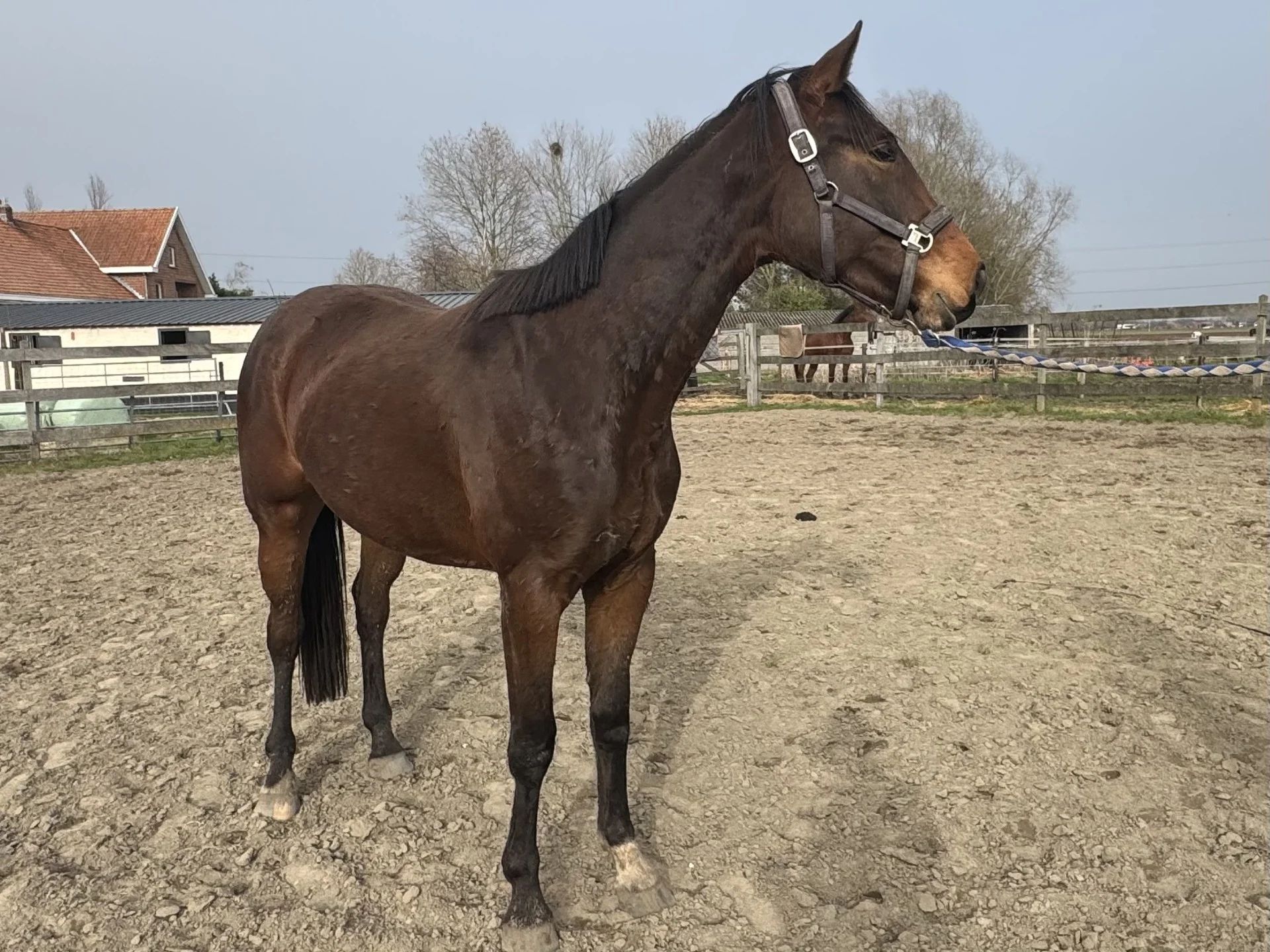 bwp dressuurpaard merrie 3 jaar bruin te koop - Foto 3