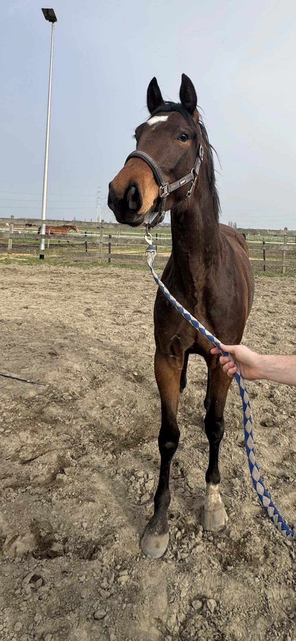 bwp dressuurpaard merrie 3 jaar bruin te koop - Foto 2