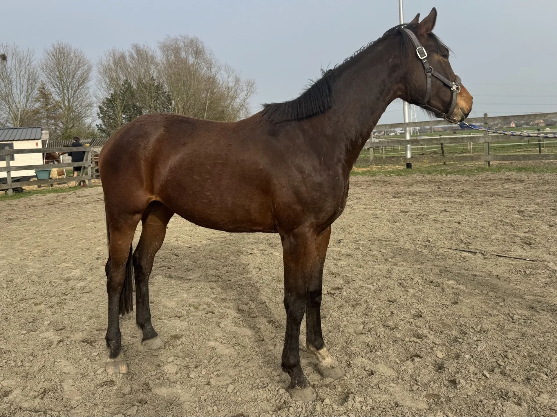 bwp dressuurpaard merrie 3 jaar bruin te koop - Foto 4