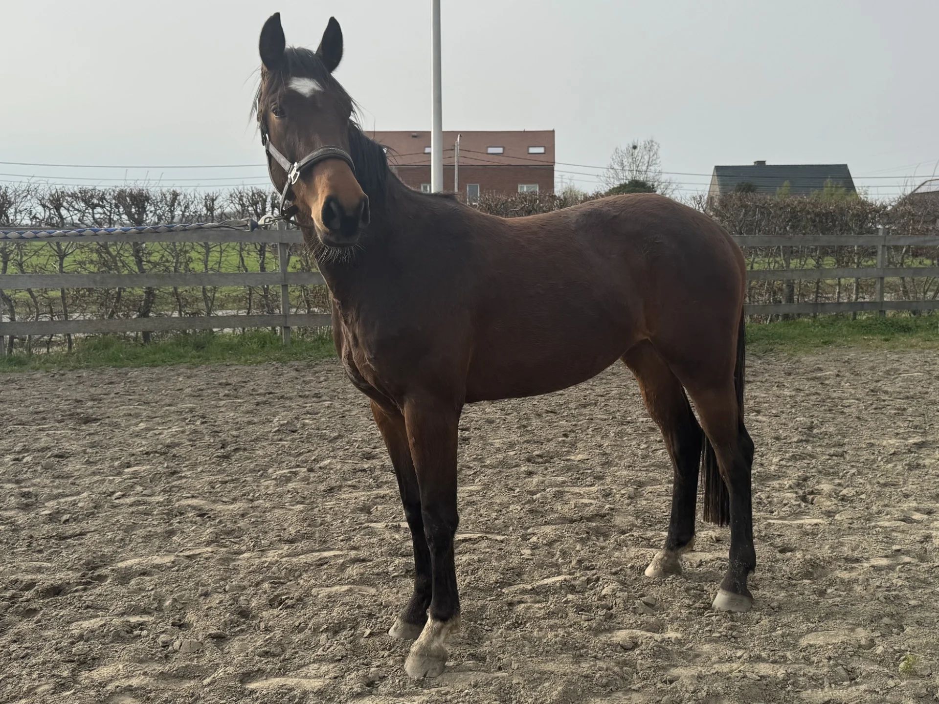 bwp dressuurpaard merrie 3 jaar bruin te koop - Foto 5