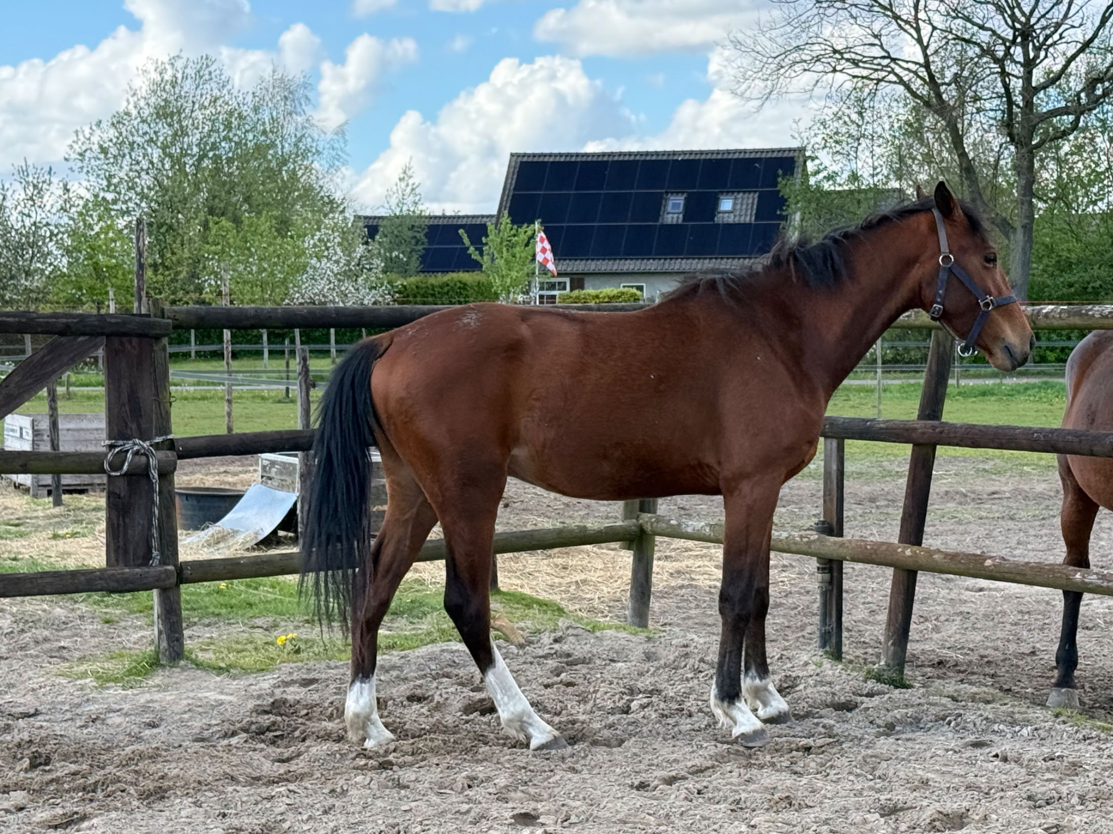 kwpn dressuurpaard ruin 3 歳 bruin 売り出し中 - 写真 3