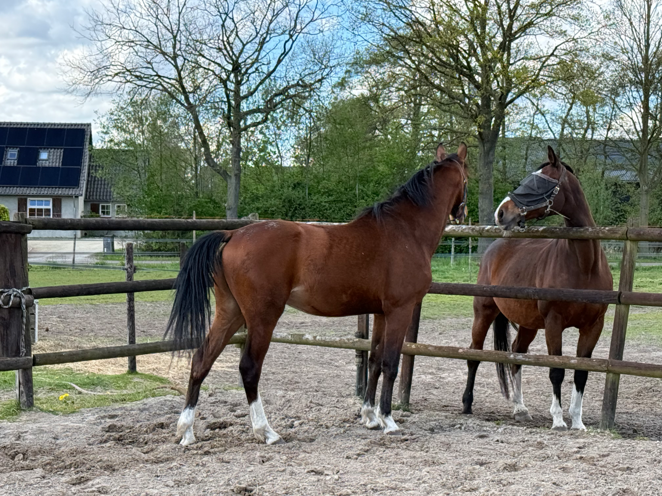 kwpn dressuurpaard ruin 3 歳 bruin 売り出し中 - 写真 2