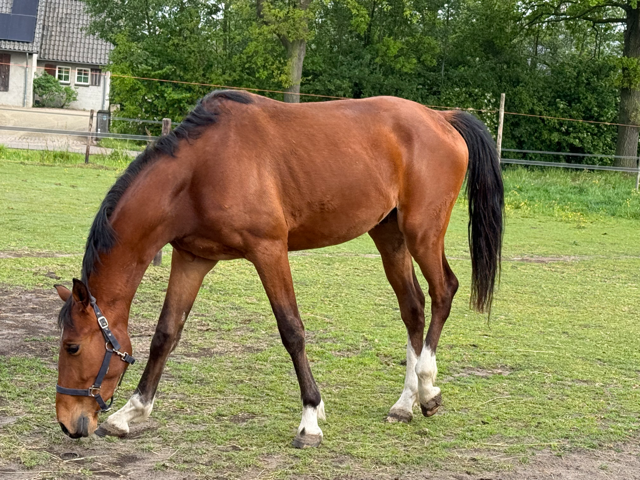 kwpn dressuurpaard ruin 3 歳 bruin 売り出し中 - 写真 4