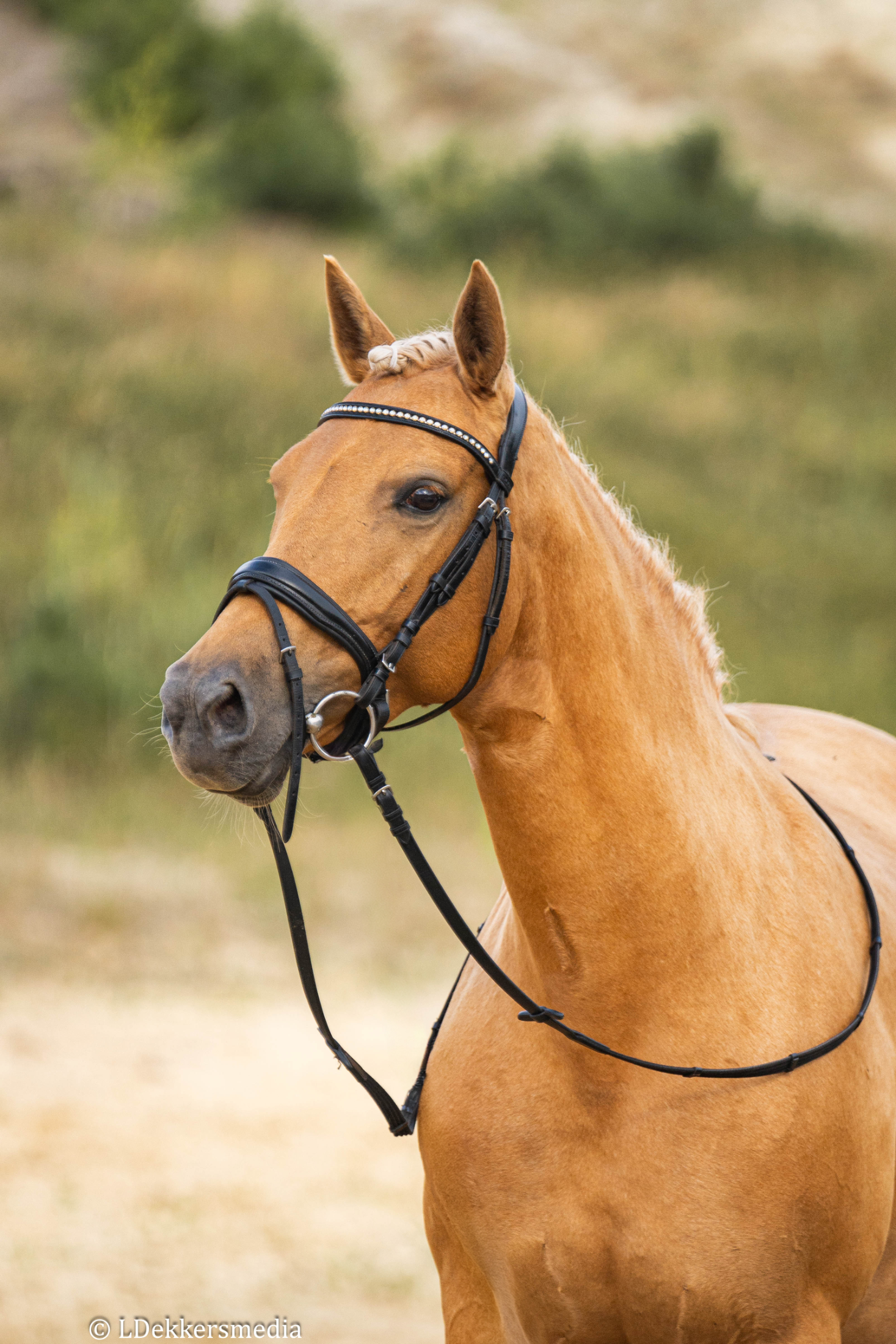recreatie-pony merrie 9 ani palomino de vânzare - Foto 2