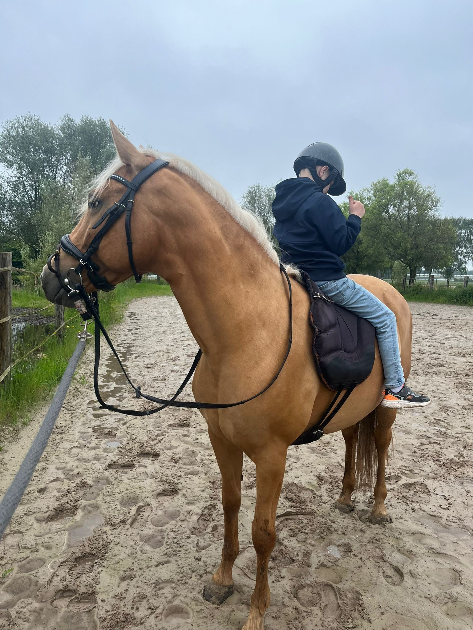 recreatie-pony merrie 9 ani palomino de vânzare - Foto 4