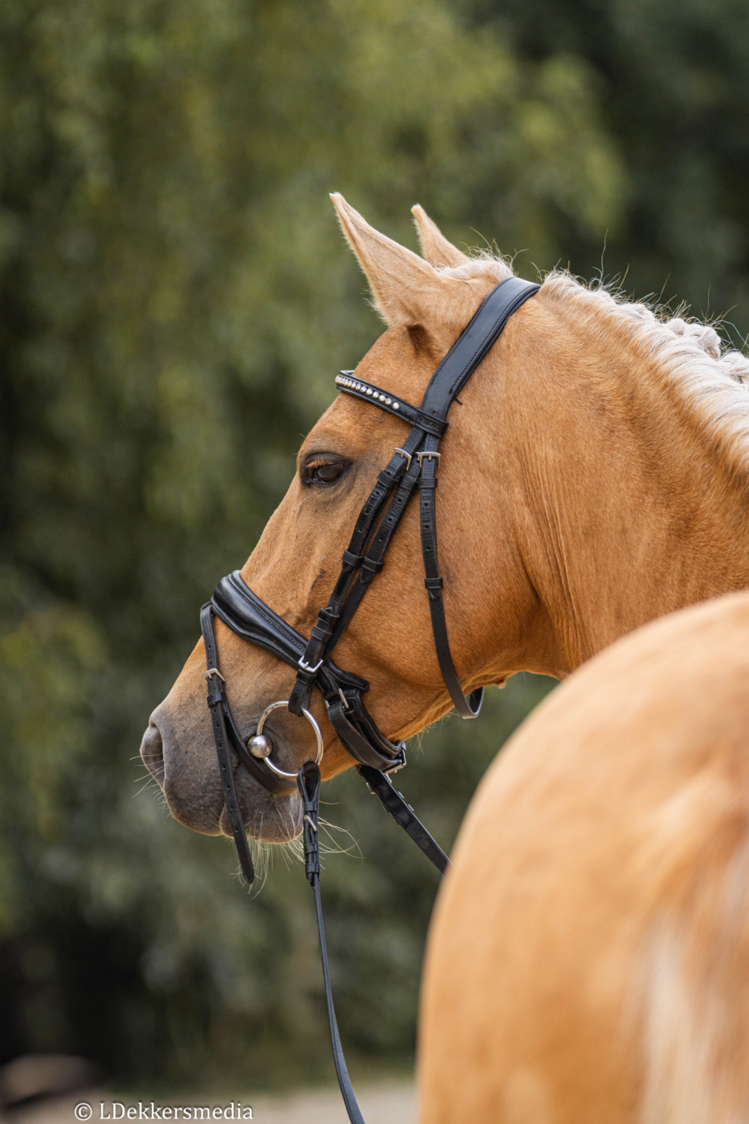 recreatie-pony merrie 9 ani palomino de vânzare - Foto 3