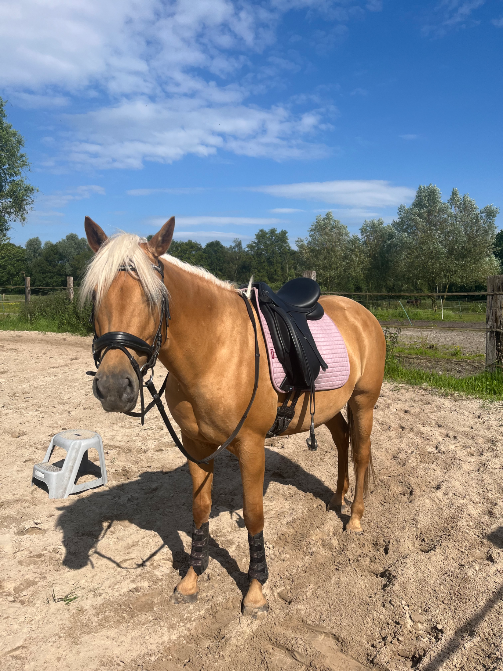 recreatie-pony merrie 9 ani palomino de vânzare - Foto 5
