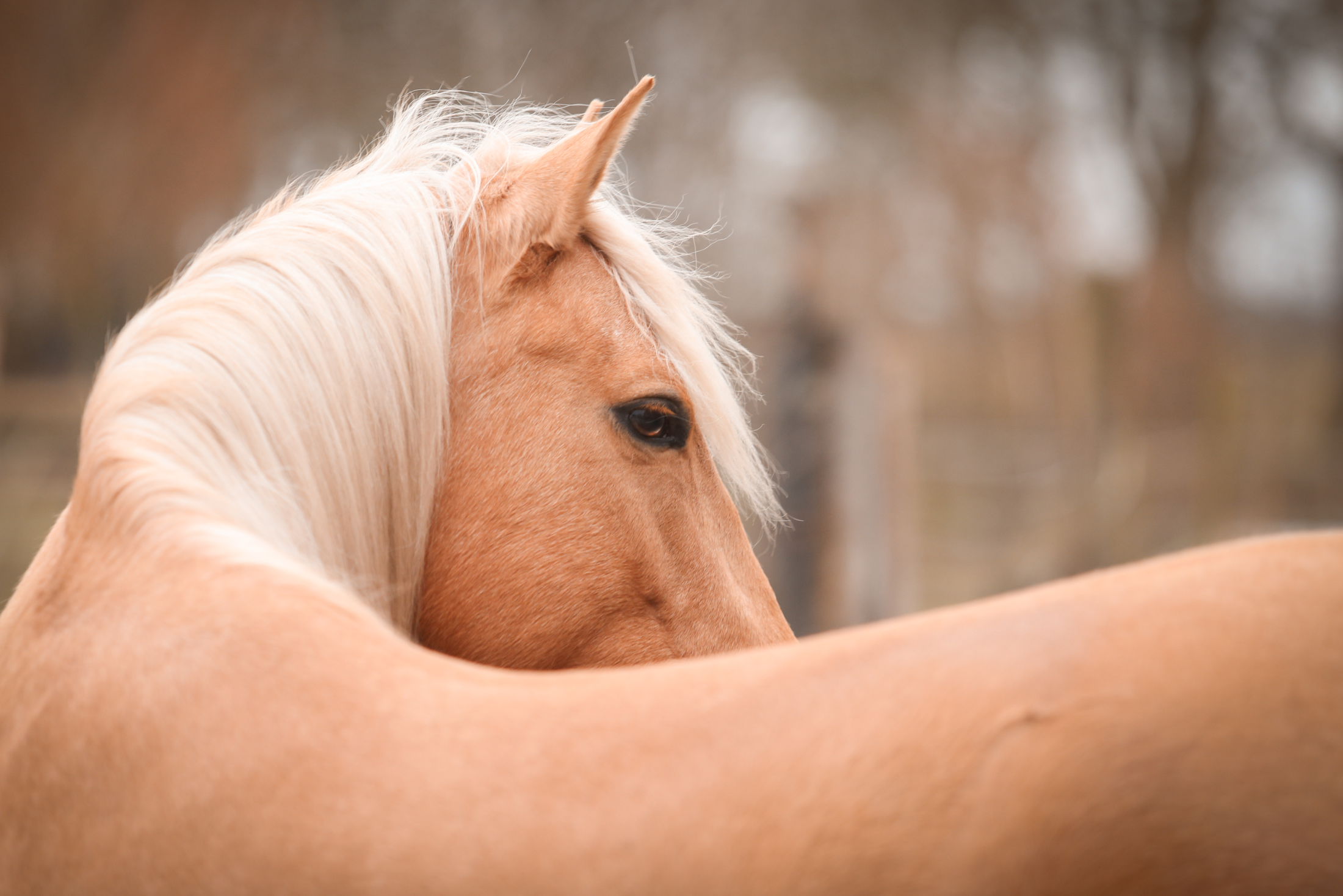 recreatie-pony merrie 9 ani palomino de vânzare - Foto 6