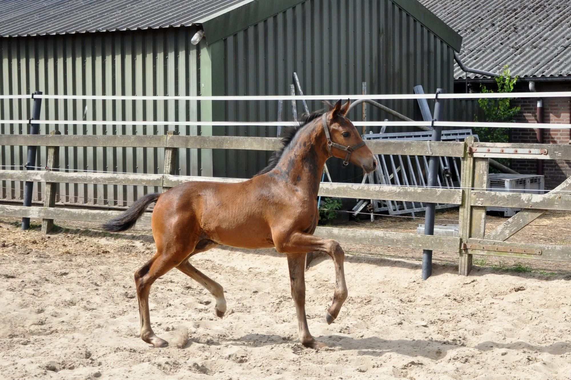 kwpn fokmerrie merrie 12 years old bruin for sale - Photo 3