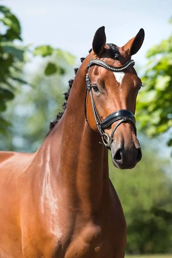 kwpn dressuurpaard merrie 12 Jahre alt bruin zu verkaufen - Foto 2