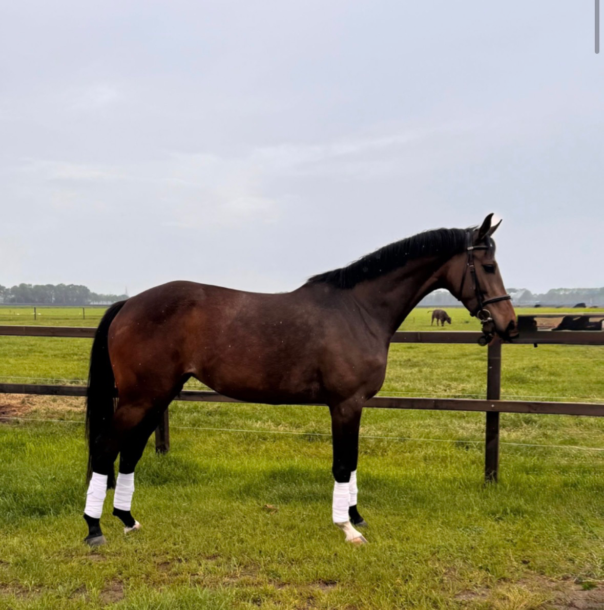 kwpn dressuurpaard merrie 5 år donkerbruin till salu - Foto 4