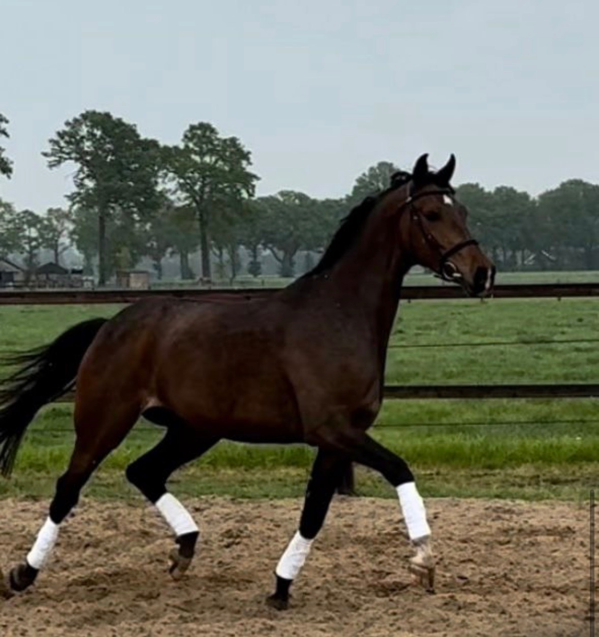 kwpn dressuurpaard merrie 5 år donkerbruin till salu - Foto 2