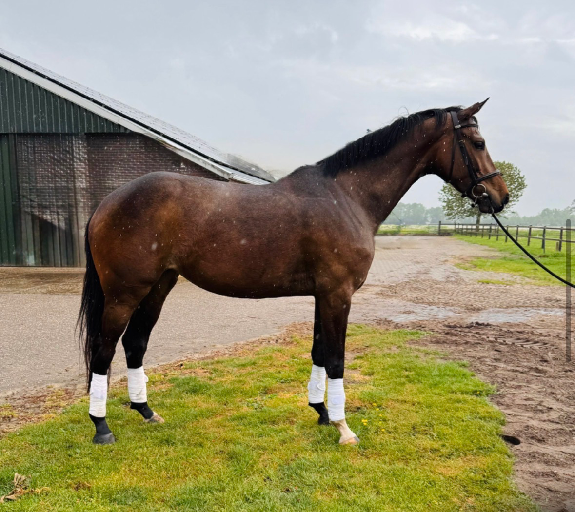 kwpn dressuurpaard merrie 5 år donkerbruin till salu - Foto 3