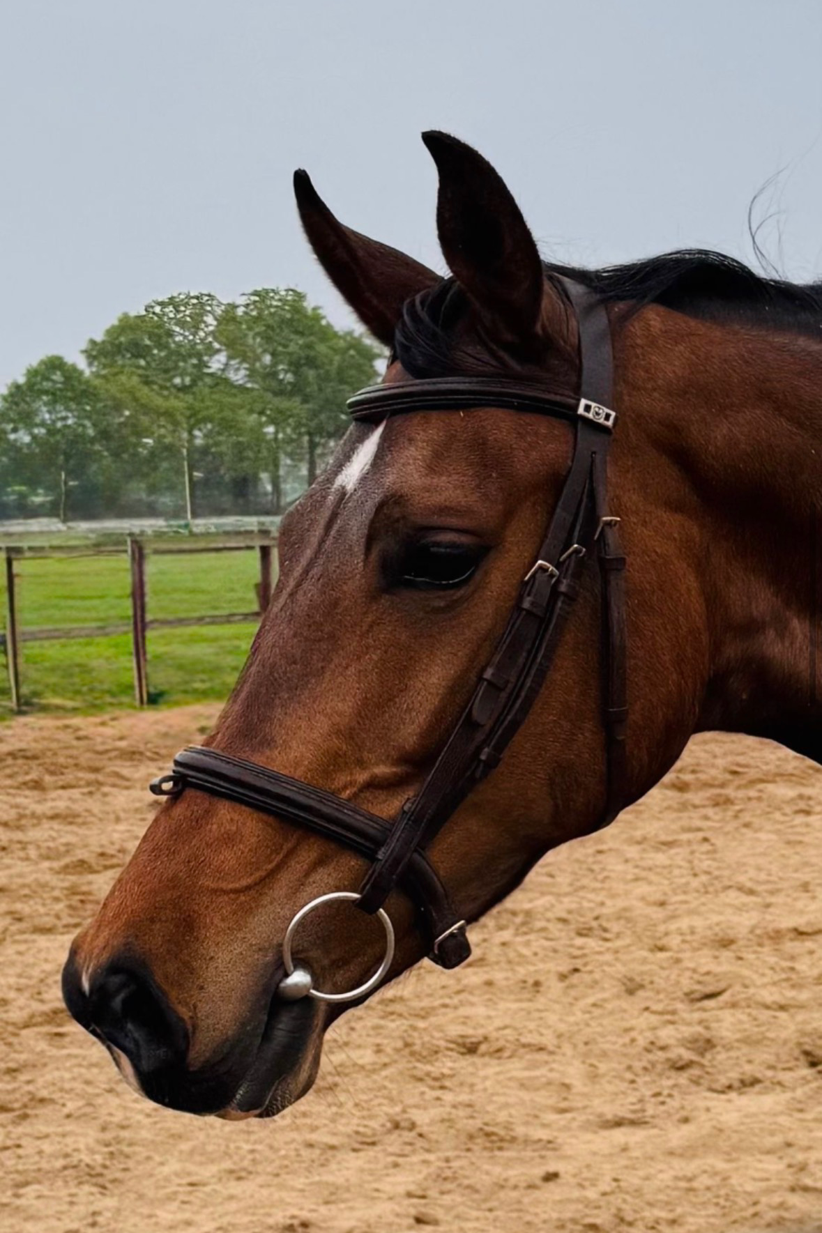 kwpn dressuurpaard merrie 5 år donkerbruin till salu - Foto 5