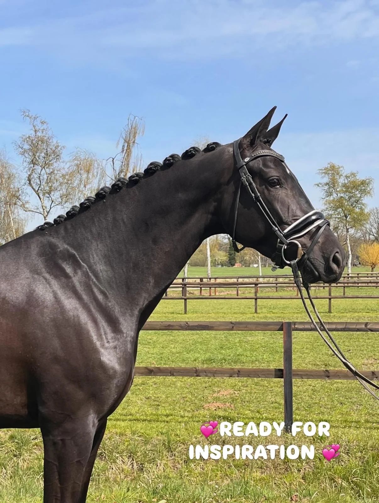 kwpn dressuurpaard merrie 5 ani zwart de vânzare - Foto principală