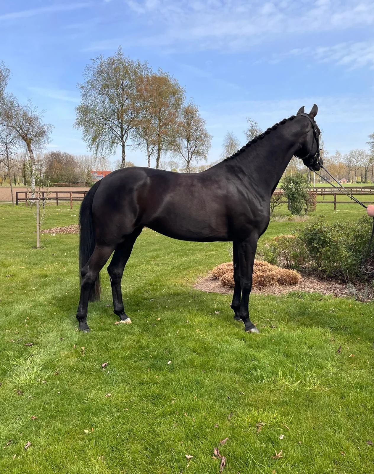 kwpn dressuurpaard merrie 5 ani zwart de vânzare - Foto 2