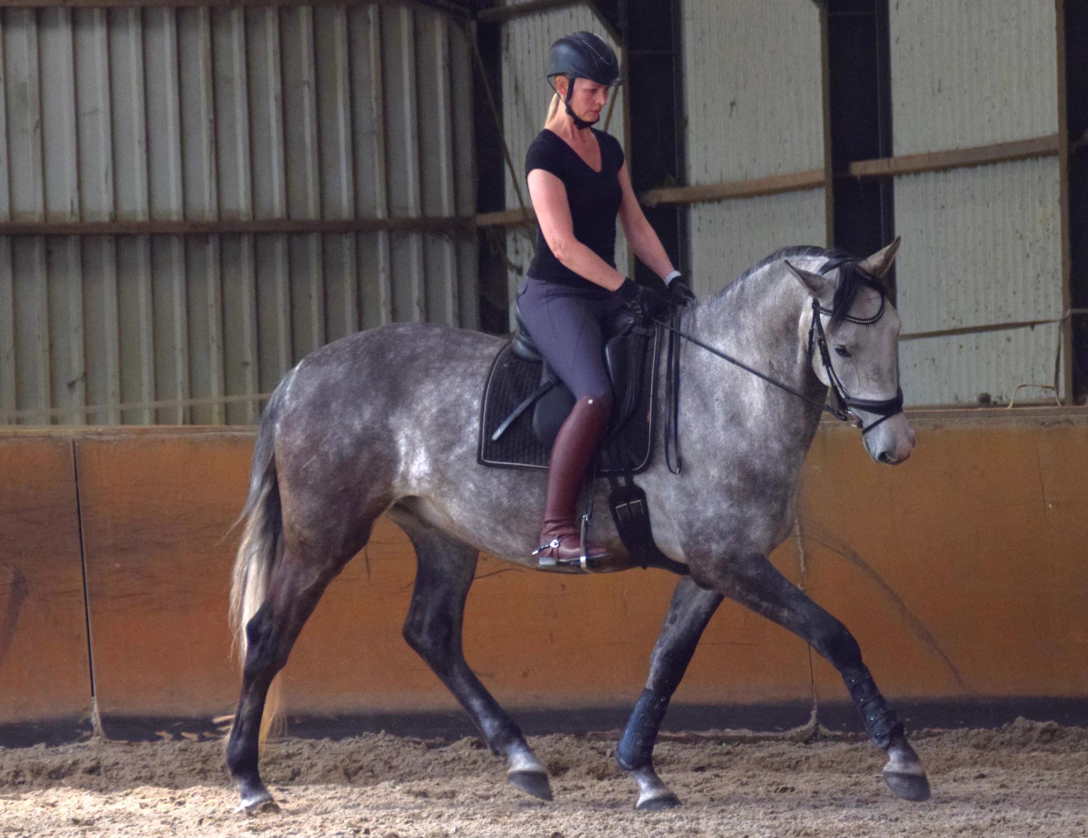 lusitano dressuurpaard ruin 6 Jahre alt schimmel zu verkaufen - Foto 5