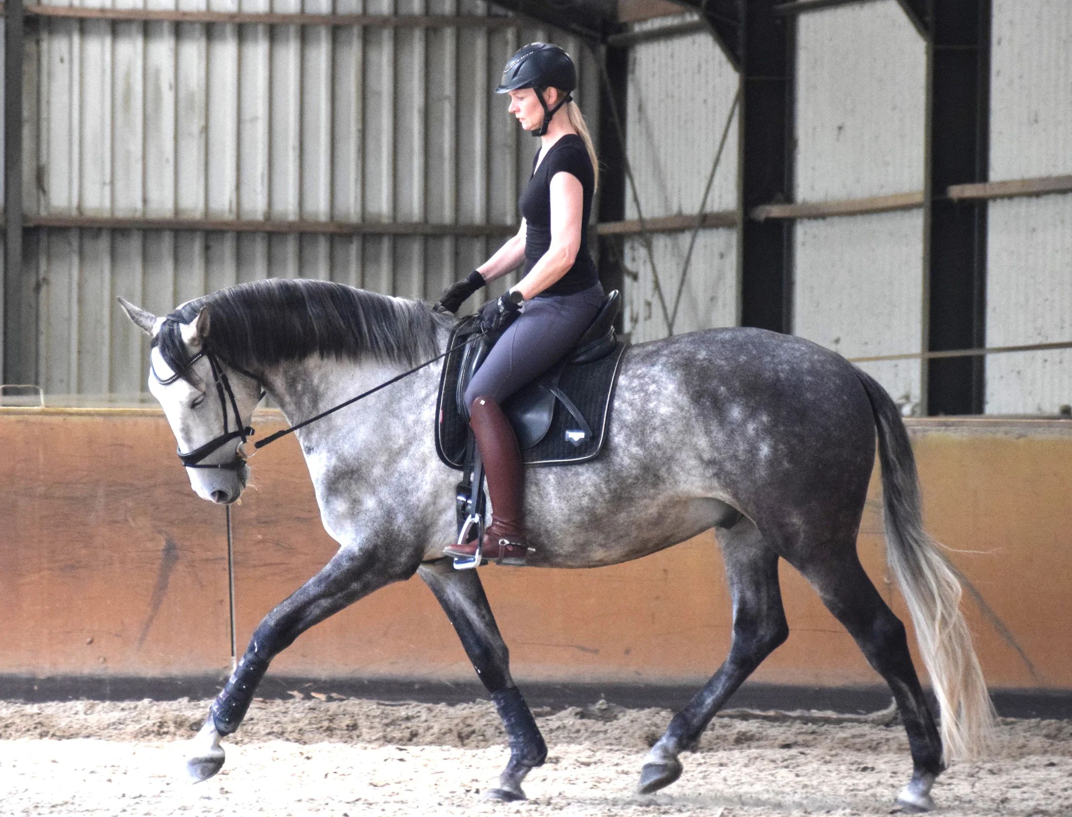 lusitano dressuurpaard ruin 6 Jahre alt schimmel zu verkaufen - Foto 4