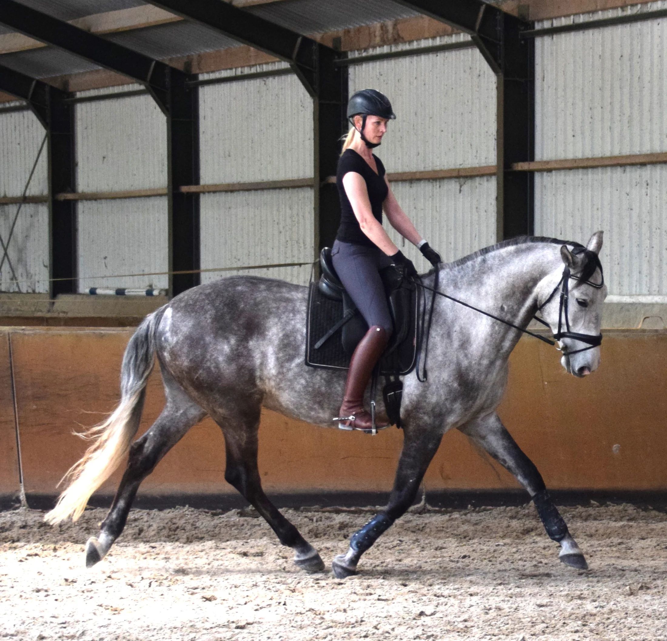 lusitano dressuurpaard ruin 6 Jahre alt schimmel zu verkaufen - Foto 6