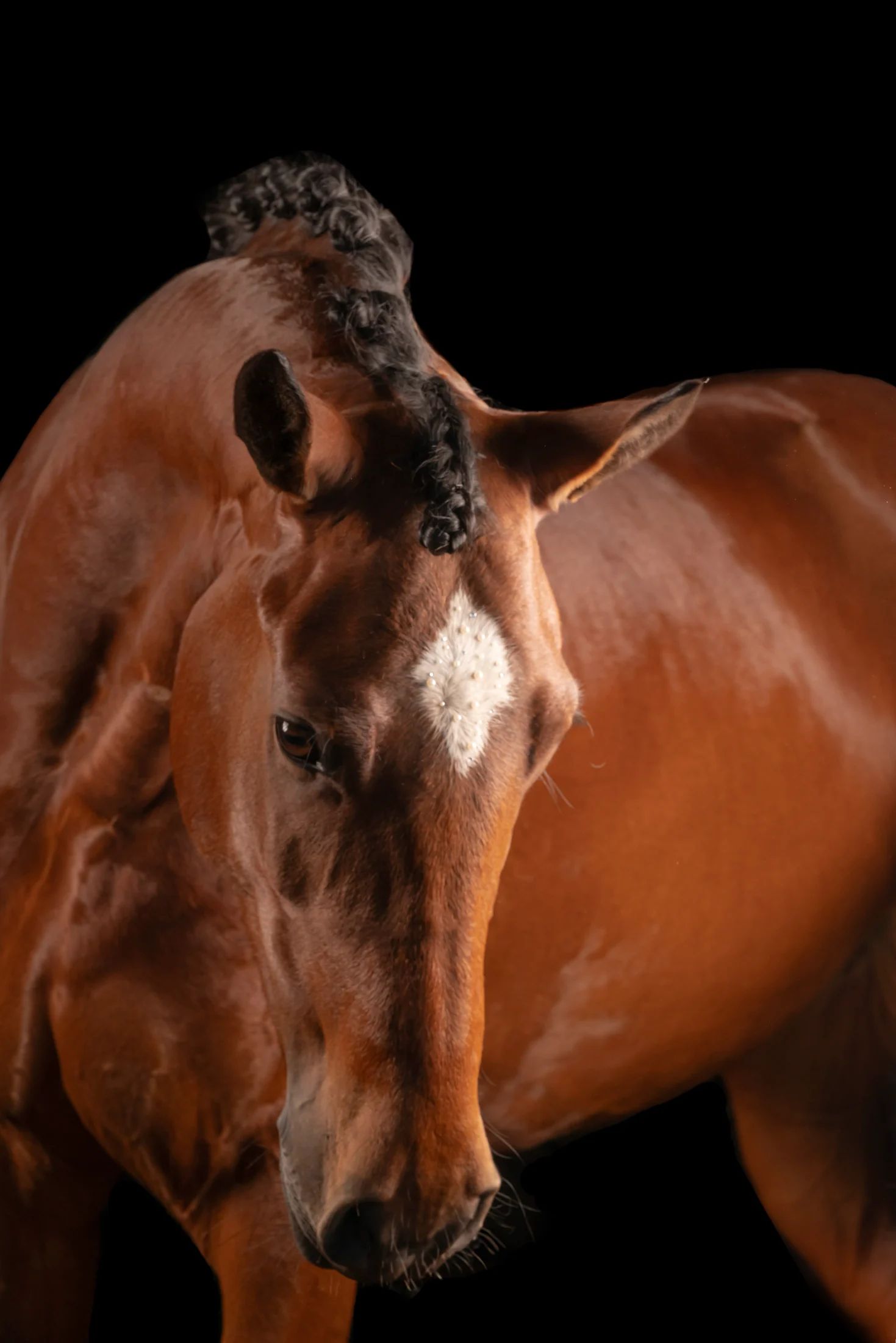 appaloosa-pony aangespannen-pony merrie 8 歳 donkerbruin 売り出し中 - 写真 3