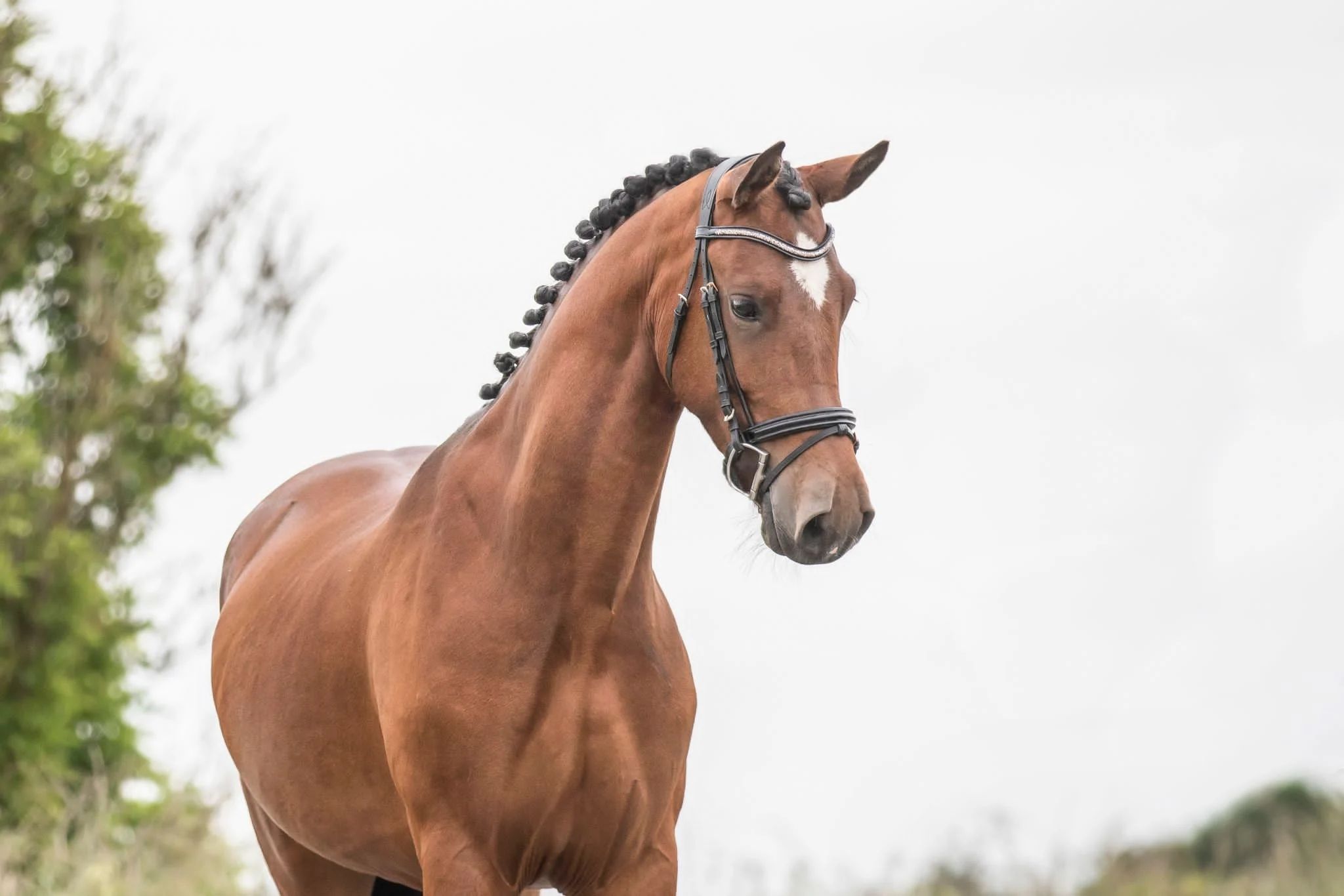 appaloosa-pony aangespannen-pony merrie 8 歳 donkerbruin 売り出し中 - 写真 2