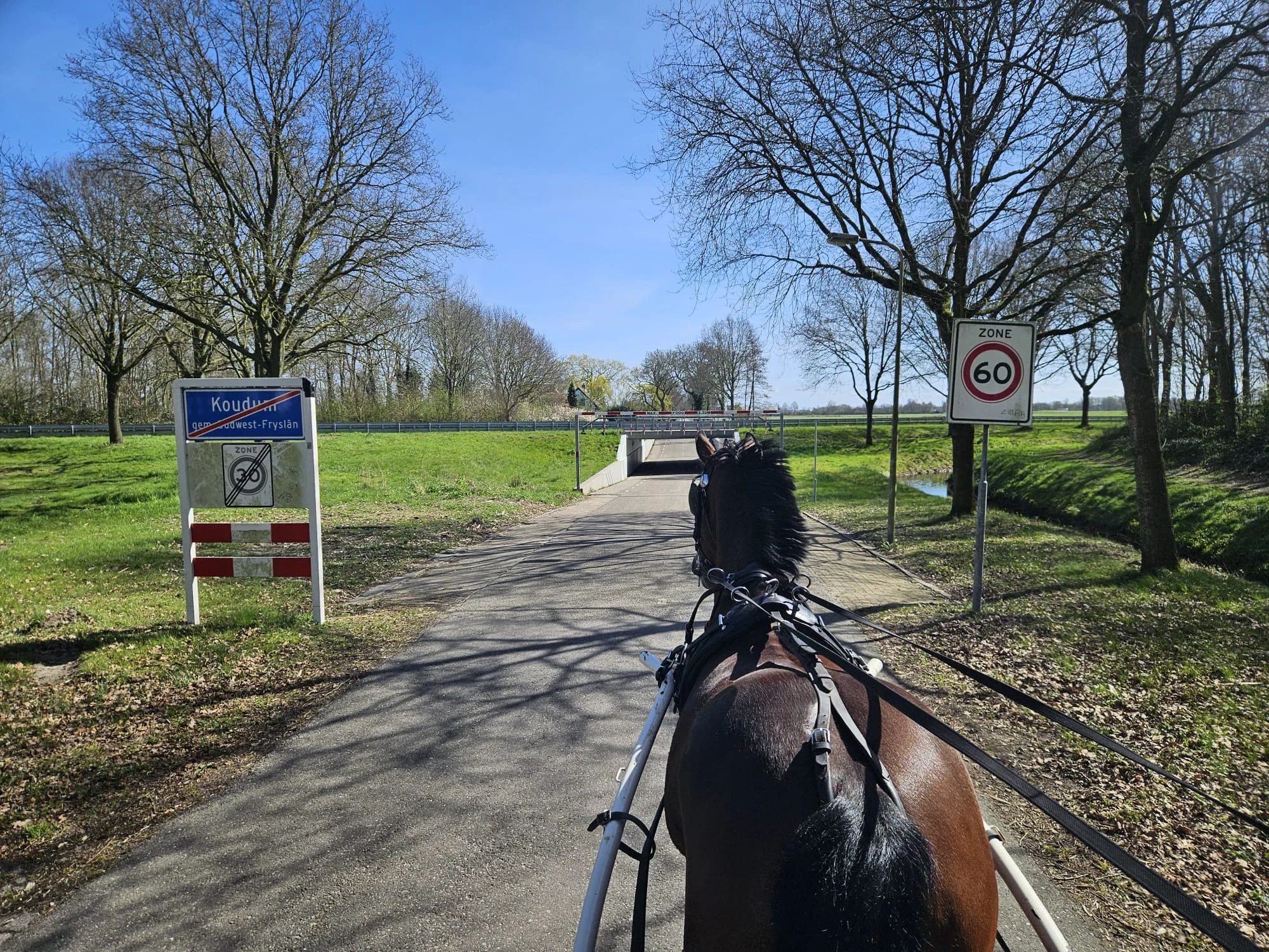 Beautiful 8/9-year-old all-rounder E mare